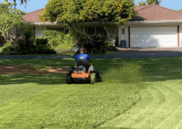 Why is Pruning Essential for Tree Health?